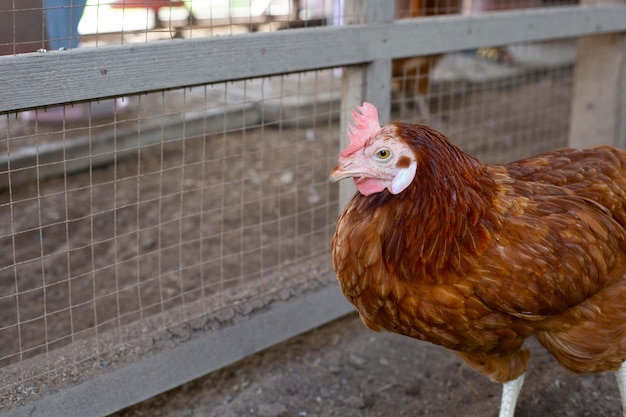 Gallinas en la granja de pollos Gallinero orgánico