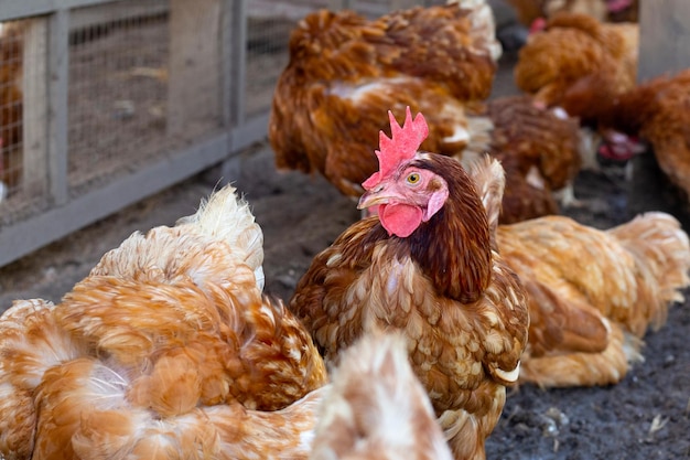 Gallinas en la granja de pollos Gallinero orgánico