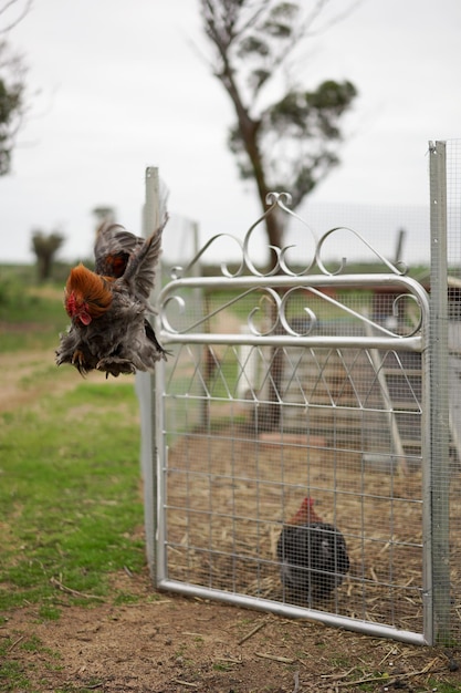 Foto las gallinas en la granja