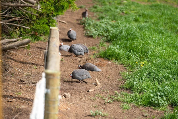 Las gallinas de Guinea acuden en un campo en África