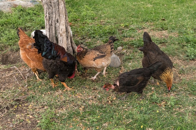 Gallinas en el jardín comiendo hierba