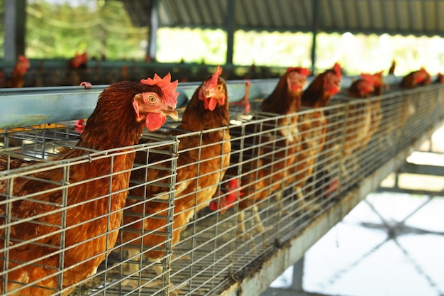 Foto gallinas en jaulas granja industrial