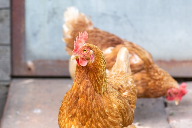 Gallinas marrones jóvenes caminan cerca del gallinero