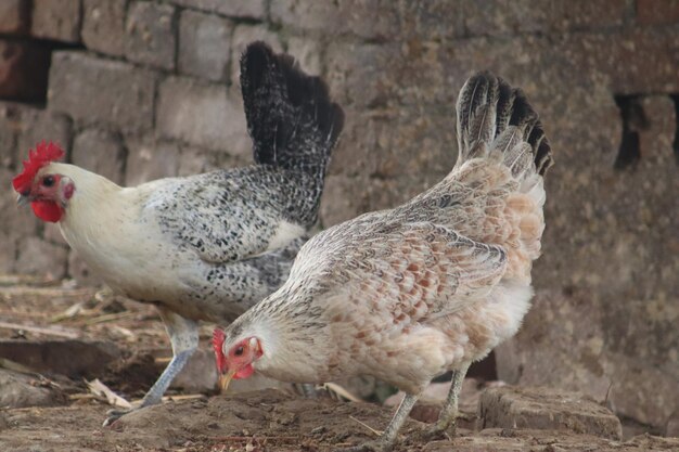 Foto las gallinas masticando en una granja abandonada