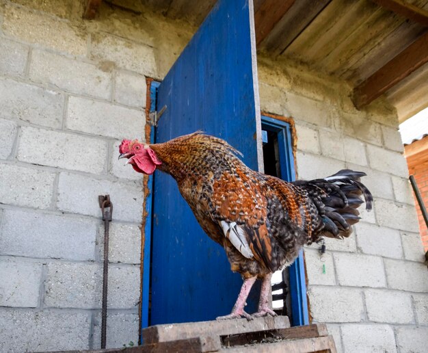 Foto las gallinas en el patio de un gallinero