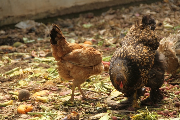 Gallinas pollos en una granja agrícola tradicional