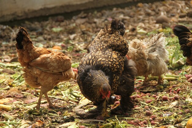 Gallinas pollos en una granja agrícola tradicional