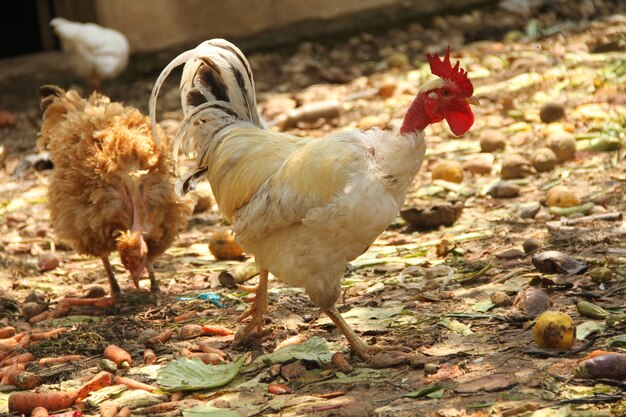 Gallinas pollos en una granja agrícola tradicional