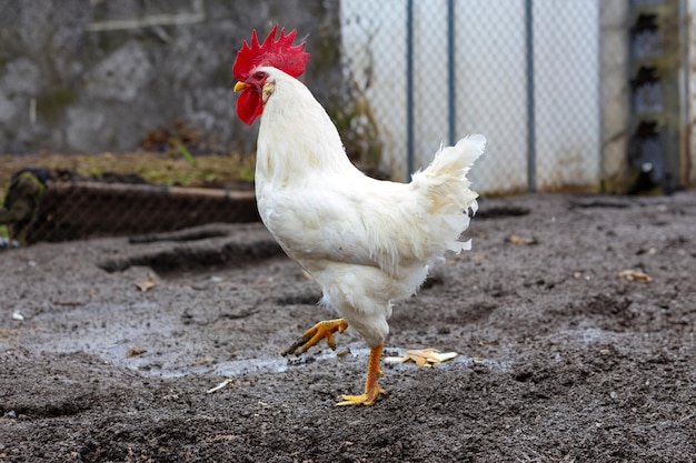 Las gallinas ponedoras blancas comen afuera.