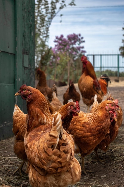 Gallinas ponedoras en el corral de pollos de la granja