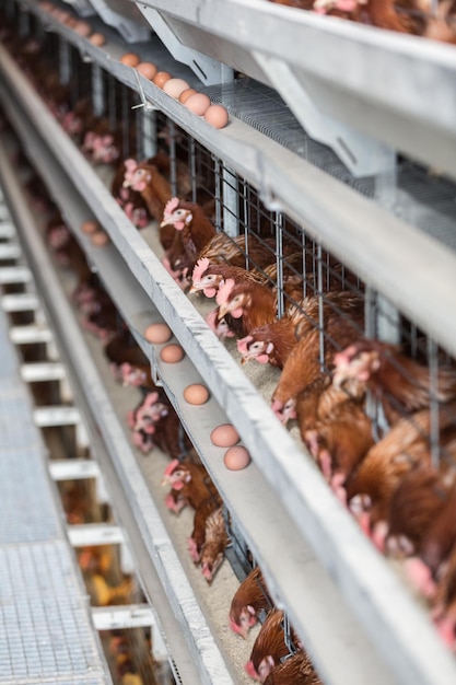 Gallinas ponedoras en una fábrica avícola