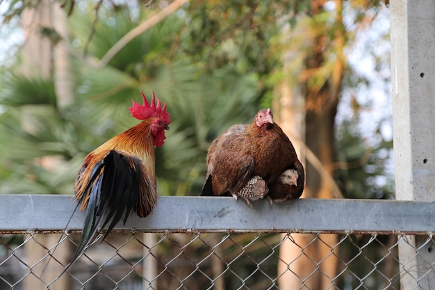 Foto las gallinas sentadas en la valla