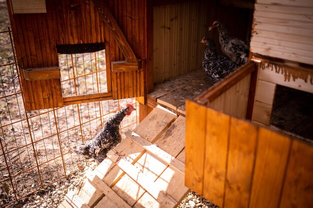 Un gallinero con un gallinero al fondo.