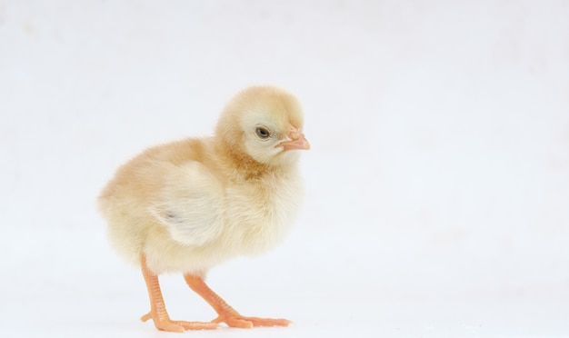 Gallinita en el fondo con espacio de copia