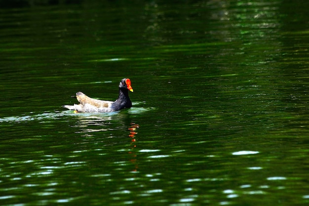 Gallinula chloropus: la gallineta nórdica o polla de agua es una especie de ave de la familia Rallidae.