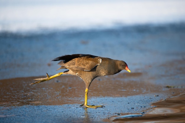 Gallinule Gallinula galeata gallinule gallinula gallinula gallegos sobre el estanque congelado y cubierto de nieve en el pájaro de invierno