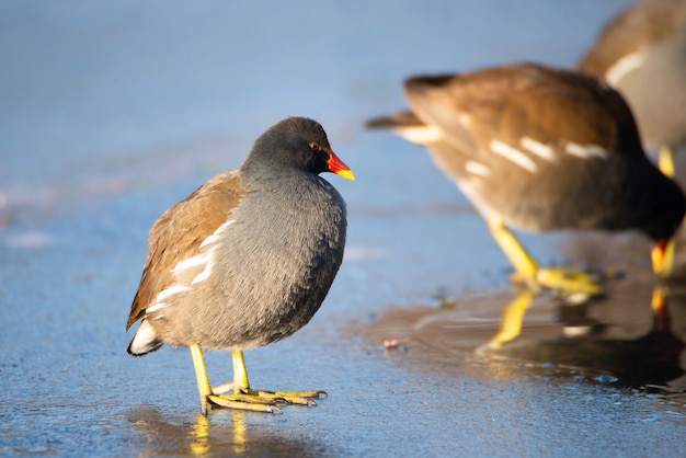 Gallinule, Gallinula galeata Teichhühner watscheln im Winter über gefrorenen und schneebedeckten Teich, Vogel