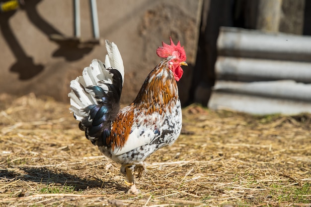 gallo va al gallinero en el pueblo