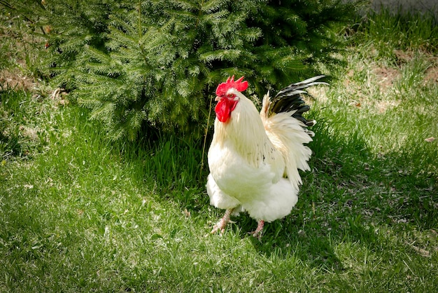 Gallo alimentándose en el corral rural sobre hierba verde Gallinas en el patio trasero en aves de corral de corral granja ecológica concepto de cría de aves gallinero en un día soleado de verano