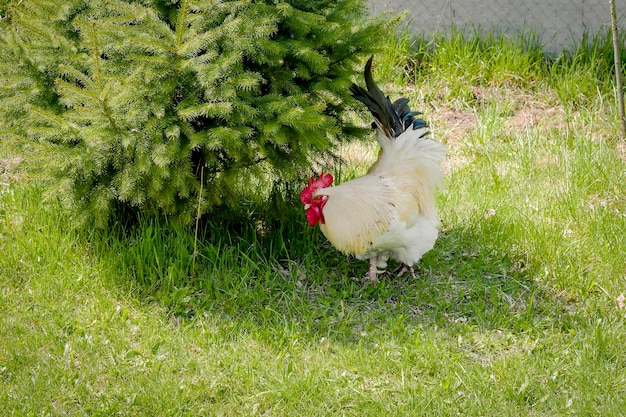 Gallo alimentándose en el corral rural sobre hierba verde Gallinas en el patio trasero en aves de corral de corral granja ecológica concepto de cría de aves gallinero en un día soleado de verano