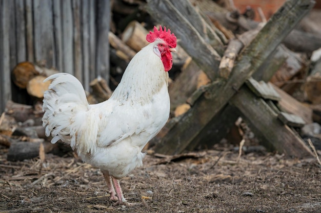 Foto un gallo blanco con una cabeza roja