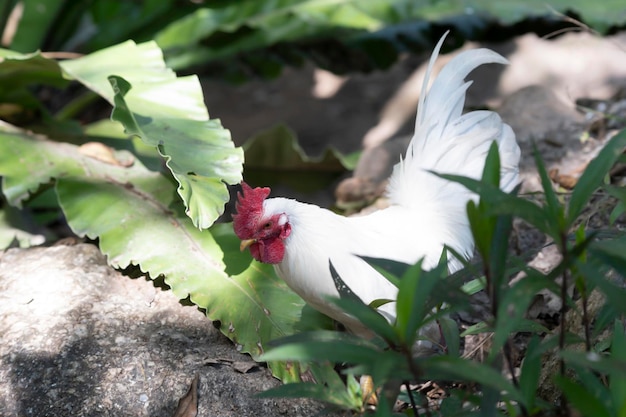 Un gallo blanco camina en el bosque del jardín.