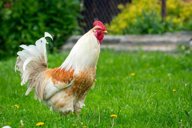 Un gallo blanco camina por el pueblo.