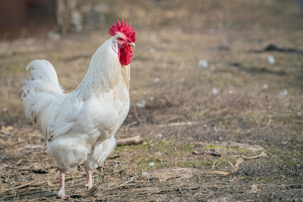 Un gallo blanco camina por el pueblo.