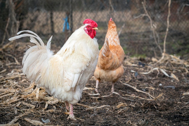 Un gallo blanco camina por el pueblo.