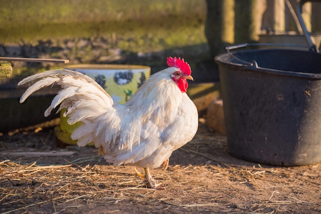 El gallo blanco camina por el retrato del patio