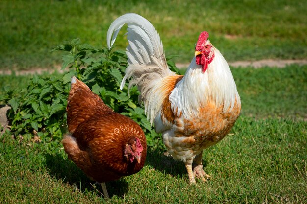 El gallo blanco y la gallina roja en la hierba verde