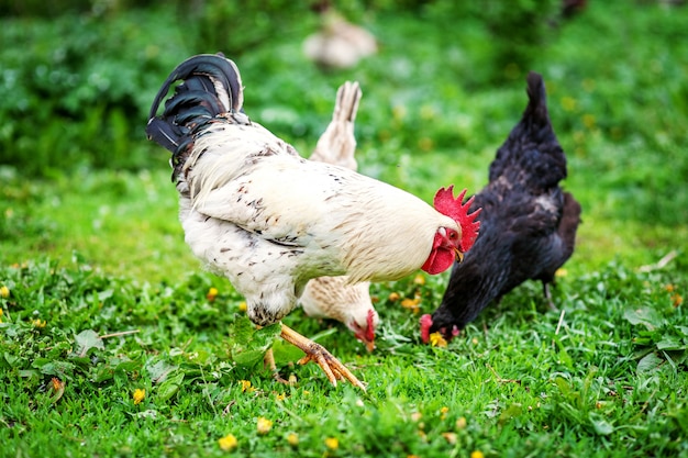 Gallo blanco y gallinas caminando sobre la hierba.