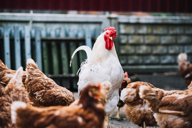 Foto gallo blanco entre gallinas en la granja