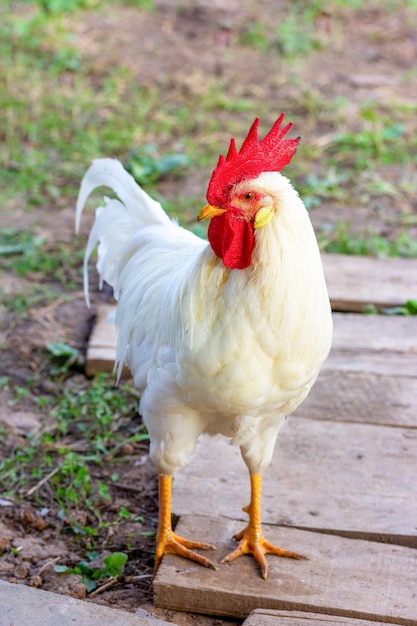 Gallo blanco joven en un primer plano de patio rural