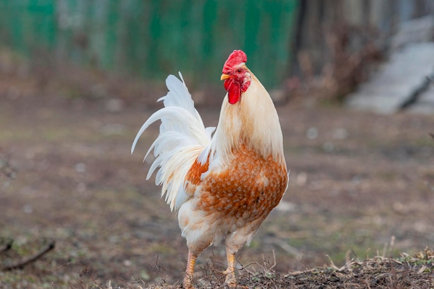 Un gallo blanco y marrón se para en un campo con la palabra pollo en él