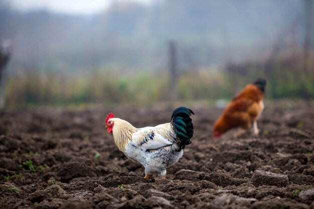 Gallo blanco y negro hermoso y gallinas grandes y agradables que alimentan al aire libre en campo arado en día soleado brillante en fondo rural colorido borroso. Concepto de cultivo de aves de corral, carne de pollo y huevos.