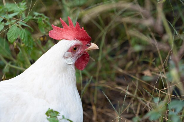 Gallo blanco en la vegetación del pueblo en un día sombrío