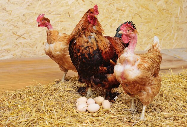 Foto un gallo brahma y un pollo de transilvania de cuello descubierto sobre un fondo de heno y huevos en un gallinero en una granja avícola.