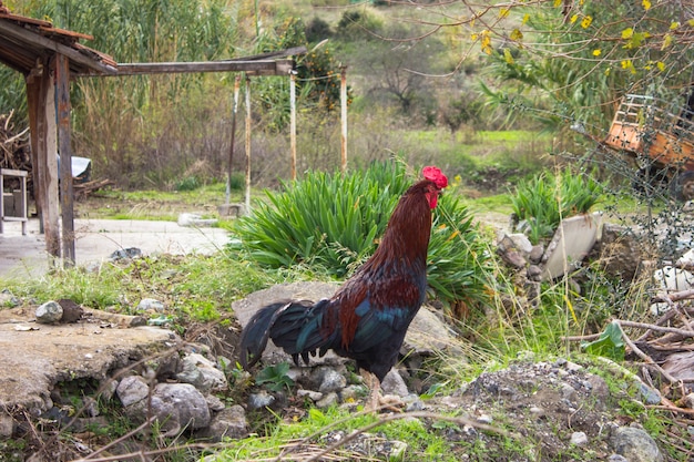 Gallo brillante en el pueblo del campo.