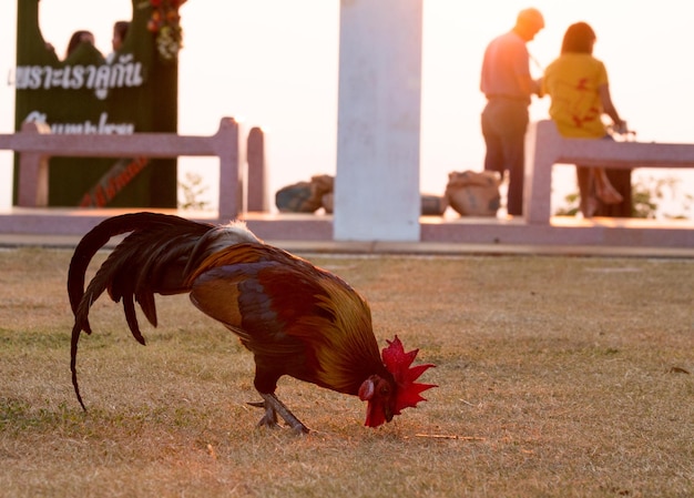 Foto el gallo en busca de alimento en el campo