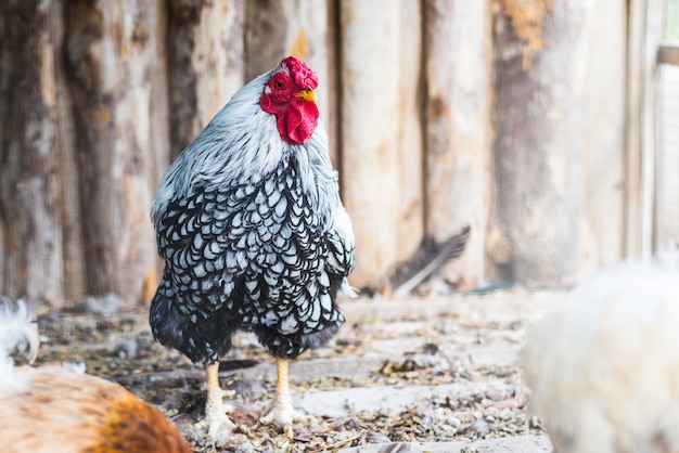 Gallo, cabeza de gallo, retrato, enojado, hosco