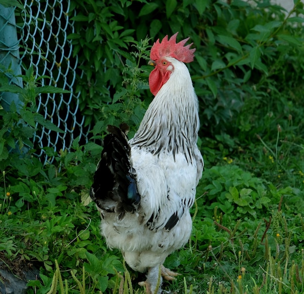 Un gallo camina por los pastos de una granja de Illinois