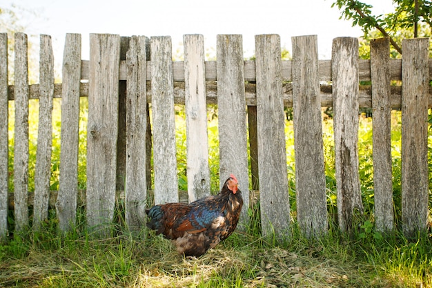 Foto gallo caminando cerca de la cerca de la granja
