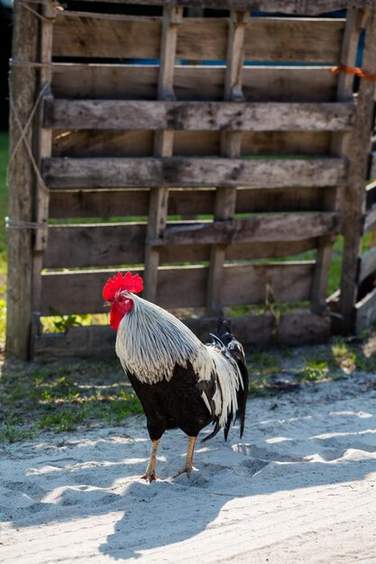 Un gallo en el camino de tierra de la granja.