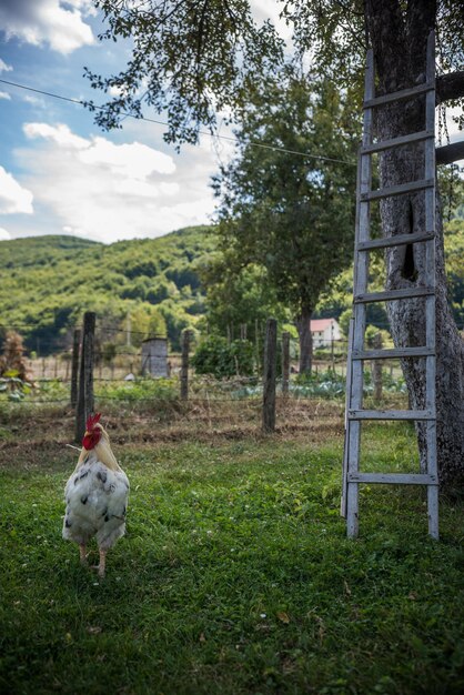 Foto el gallo en el campo cerca del árbol