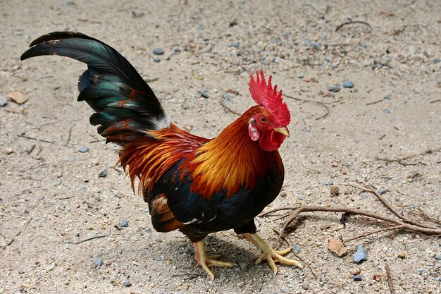 Foto el gallo en el campo