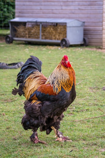 Foto gallo en un campo