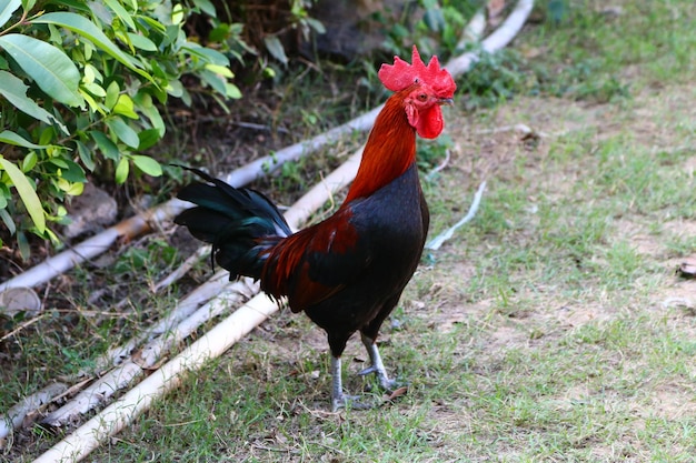 Foto el gallo en el campo