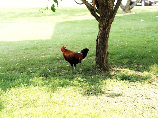 El gallo en el campo