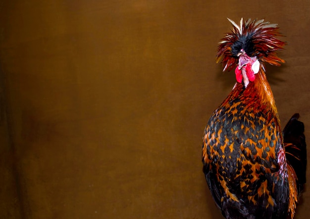 Foto el gallo cantando contra la pared marrón